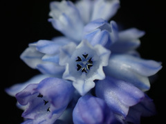 Muscari azureum