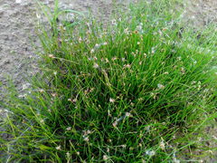 Eleocharis acicularis