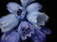 Muscari azureum