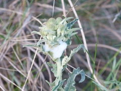 Cercopis intermedia