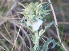 Cercopis intermedia