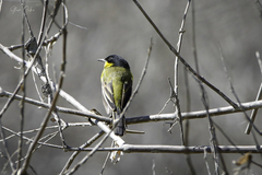 Motacilla flava feldegg
