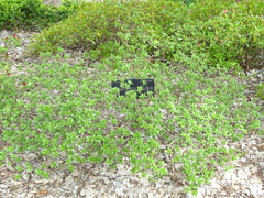 Rhododendron kiusianum