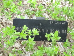 Rhododendron kiusianum