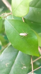 Diptera
