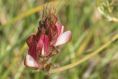 Onobrychis humilis