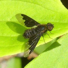 Hemipenthes morioides
