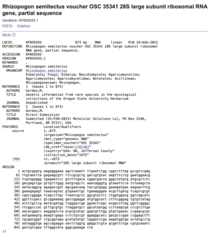 Rhizopogon semitectus