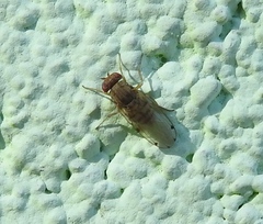 Gitona distigma