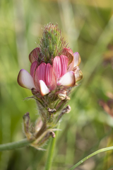 Onobrychis humilis