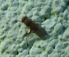 Gitona distigma