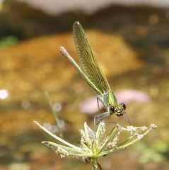Calopteryx xanthostoma
