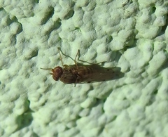Gitona distigma