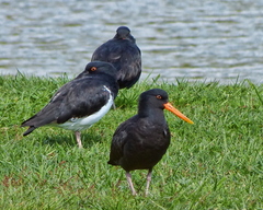 Variable Oystercatcher photo 5