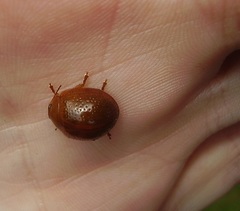 Dicranosterna semipunctata