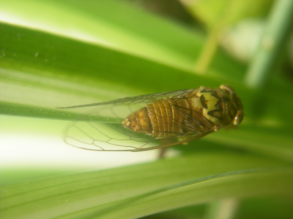 Chrysolasia