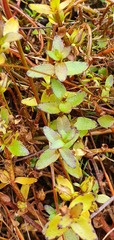 Gratiola sexdentata