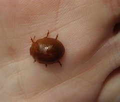 Dicranosterna semipunctata