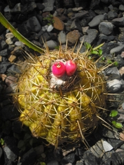 Melocactus curvispinus