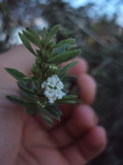 Lippia turbinata