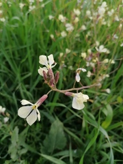 Diplotaxis erucoides