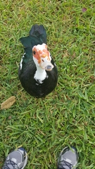 Cairina moschata domestica