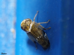 Idioscopus nitidulus