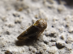 Idioscopus nitidulus