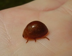 Dicranosterna semipunctata