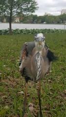 Ardea herodias