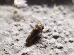 Idioscopus nitidulus