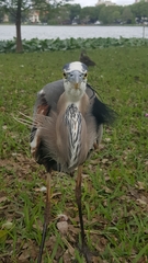Ardea herodias