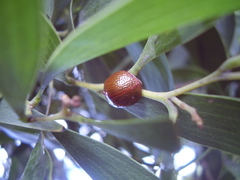 Dicranosterna semipunctata
