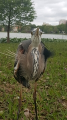 Ardea herodias