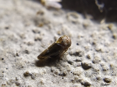 Idioscopus nitidulus