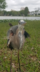 Ardea herodias