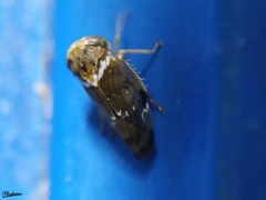 Idioscopus nitidulus
