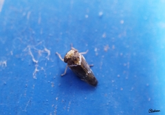 Idioscopus nitidulus