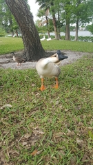 Anser cygnoides domesticus