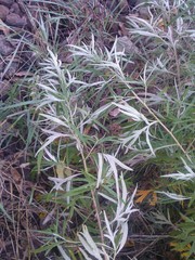 Artemisia umbrosa