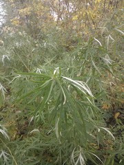 Artemisia umbrosa