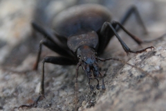 Cychrus italicus
