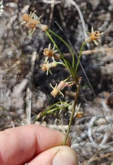Tulbaghia alliacea