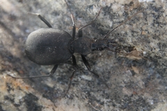 Cychrus italicus