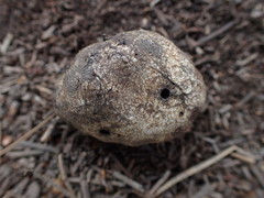 Rhizopogon semitectus