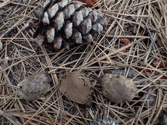 Rhizopogon semitectus