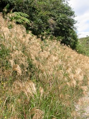 Miscanthus nepalensis