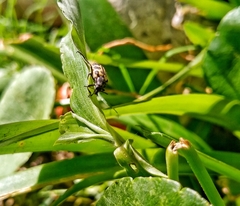 Astylus atromaculatus
