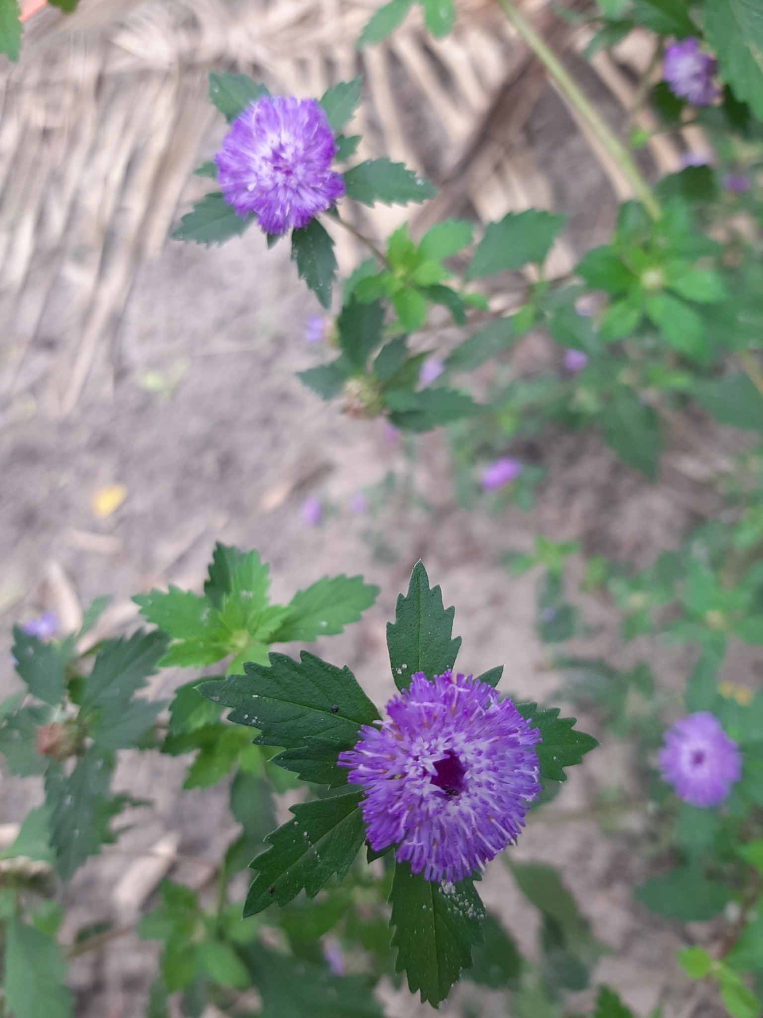 Centratherum punctatum