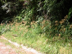 Miscanthus nepalensis
